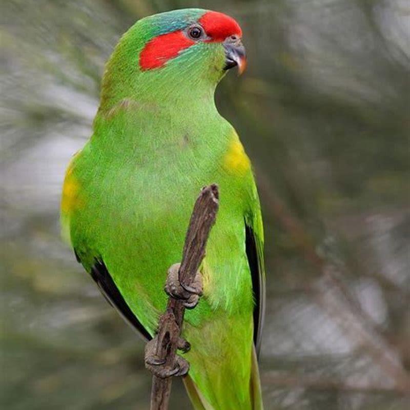 Are musk lorikeets rare?