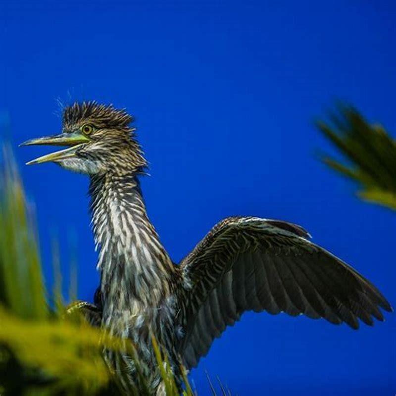 are-night-herons-edible-diy-seattle