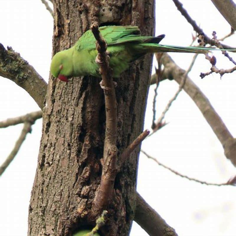 Are parakeets pests in NZ?