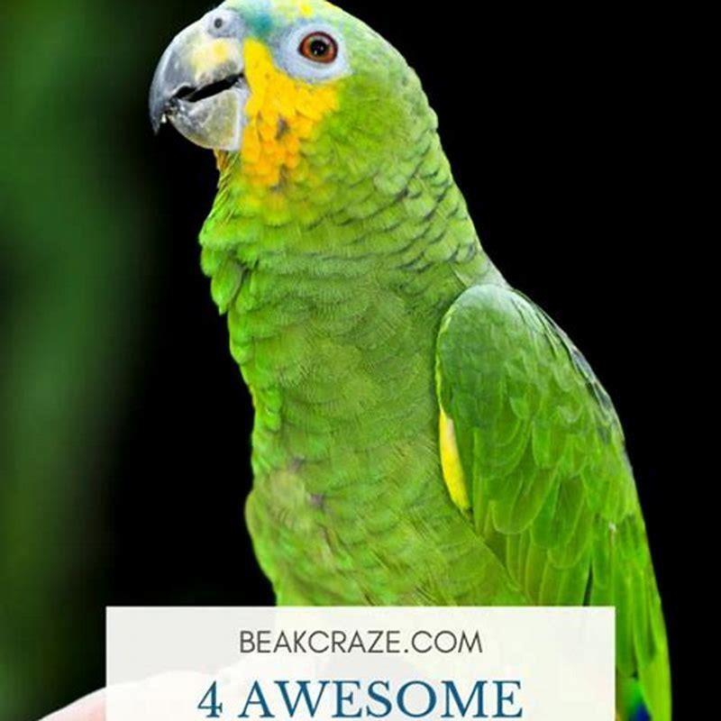 Are parrotlets good beginner birds?