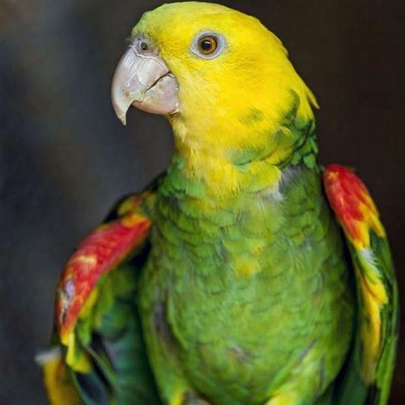 Are parrots attracted to shiny things?