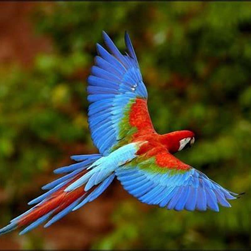 Are parrots in the rainforest?