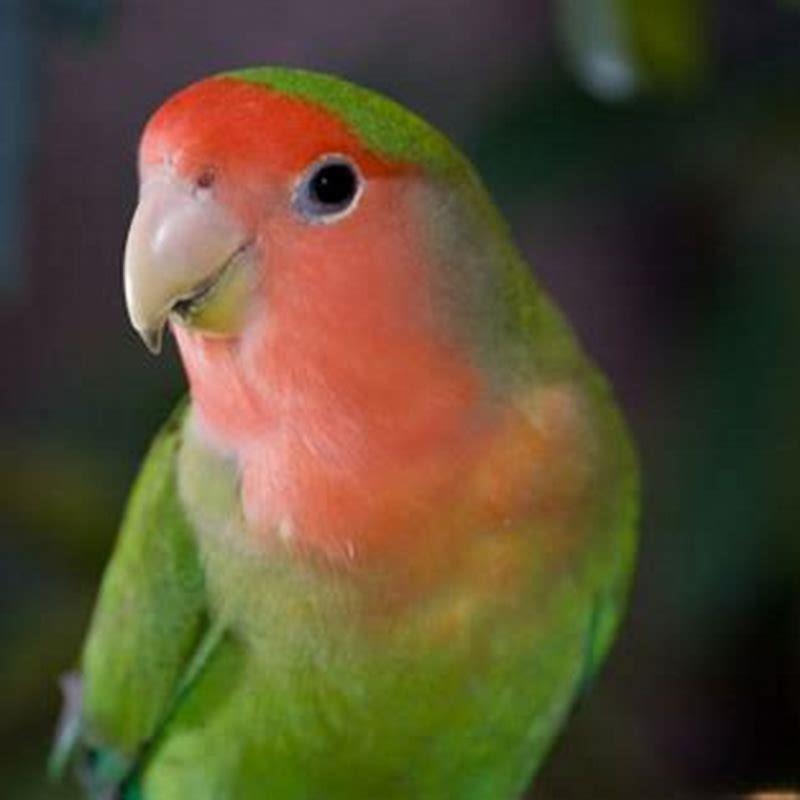 Are peach-faced lovebirds quiet?