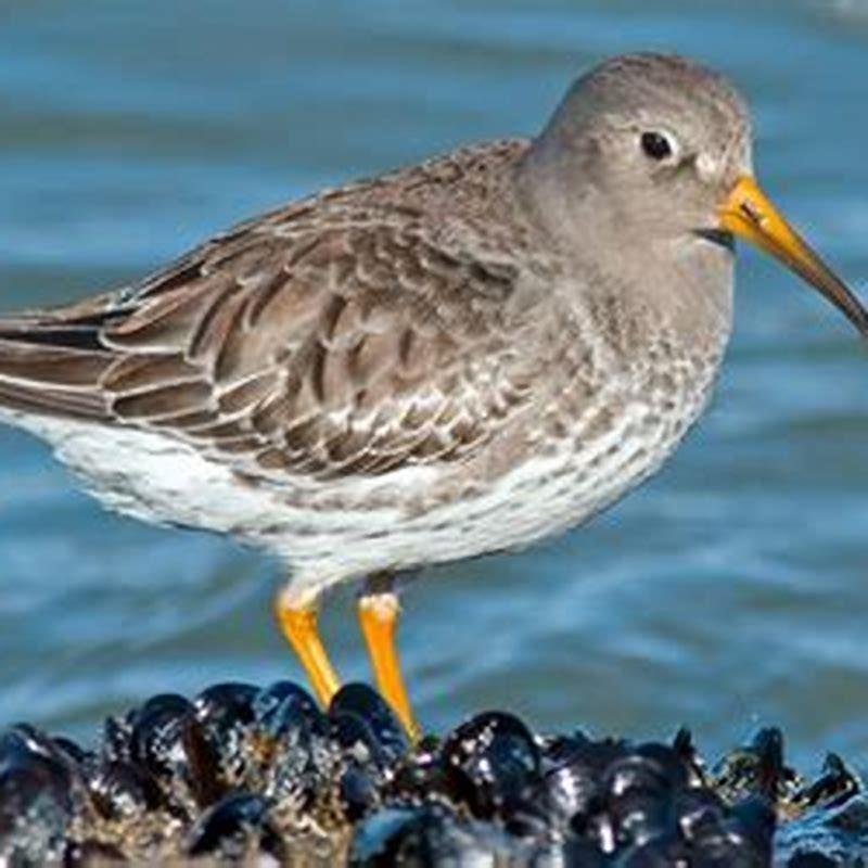 Are Purple Sandpipers endangered?