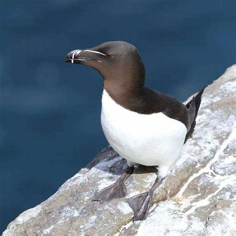 Are razorbills rare?