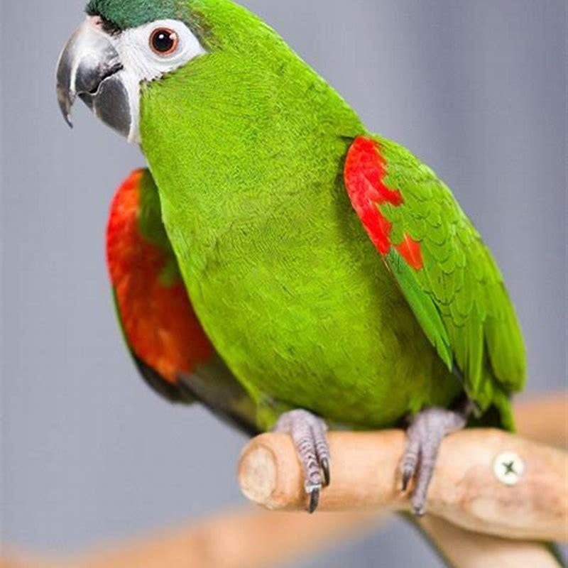 Are red-shouldered macaw loud?