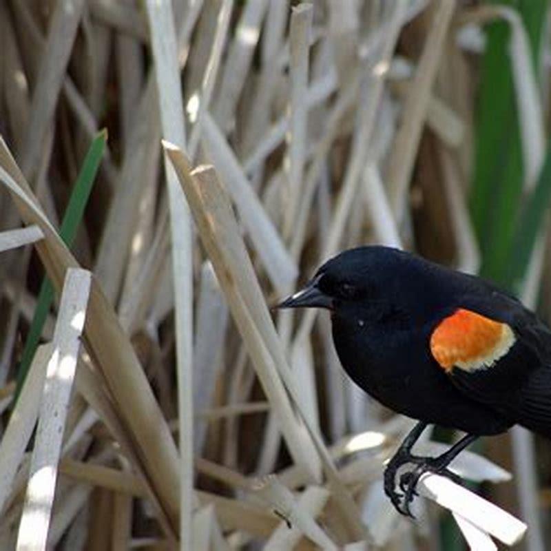 Are redwings endangered?