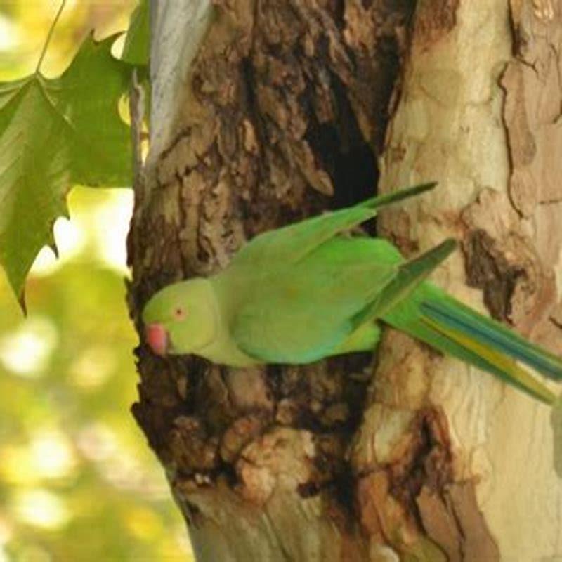 Are rose-ringed parakeet invasive species?
