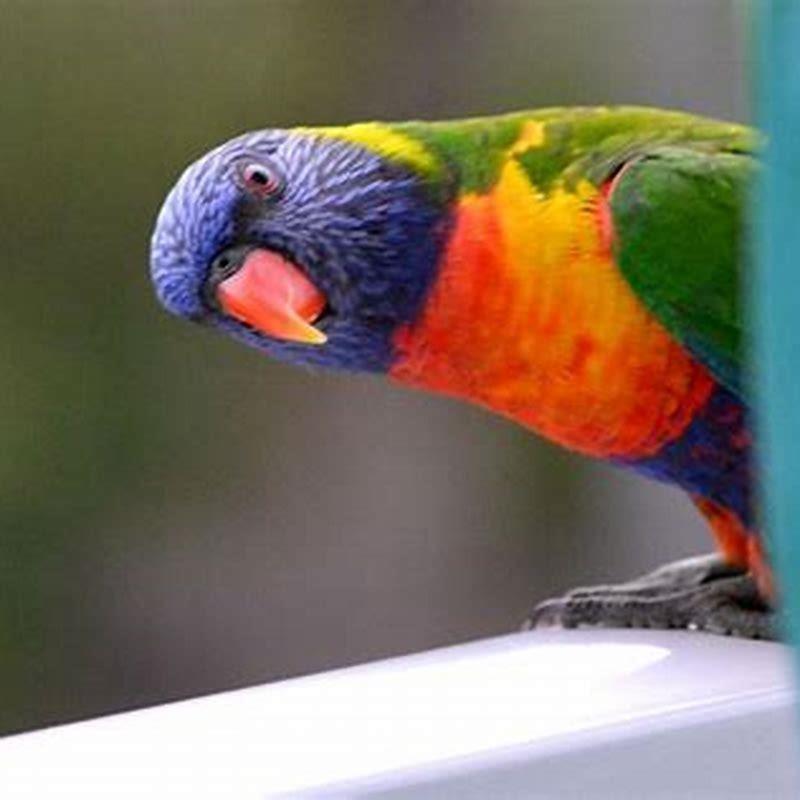Are rosellas and lorikeets the same?