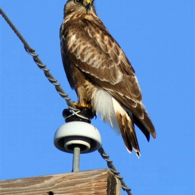 Are Rough-legged Hawks endangered?