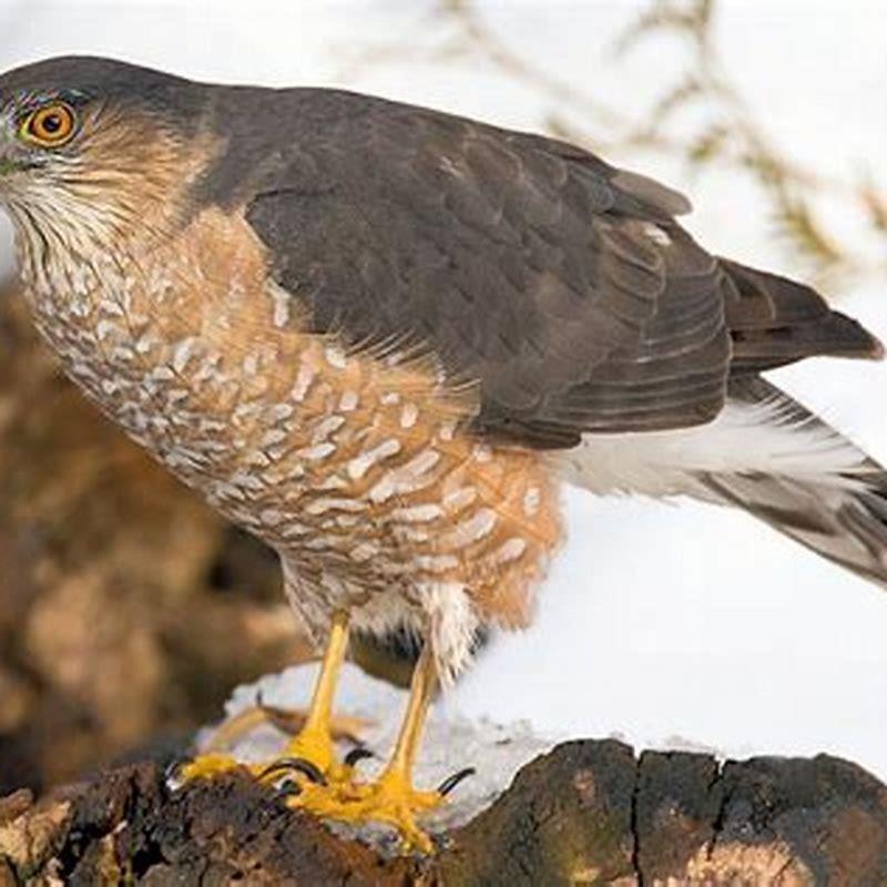 Are Sharp Shinned Hawks Rare Diy Seattle