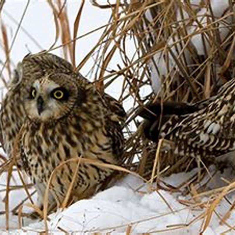 Are Short Eared Owls Carnivores 