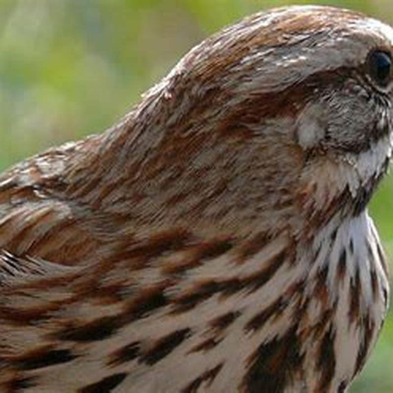 Are song sparrows carnivores?