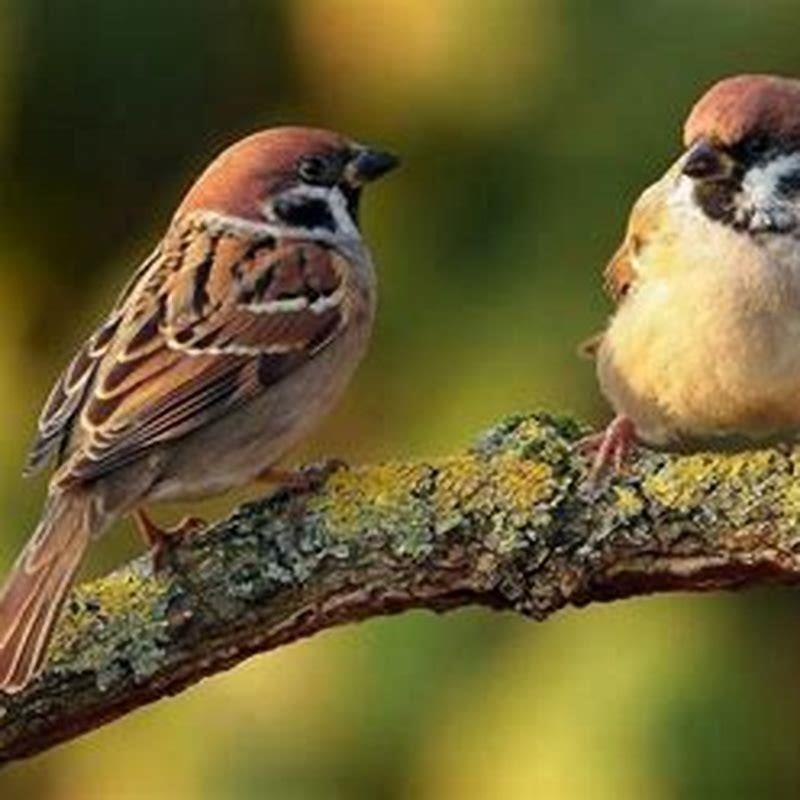 Are sparrows kosher? - DIY Seattle