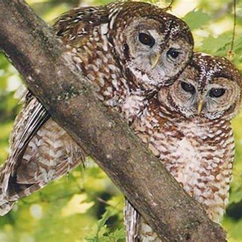 Are spotted owls aggressive?