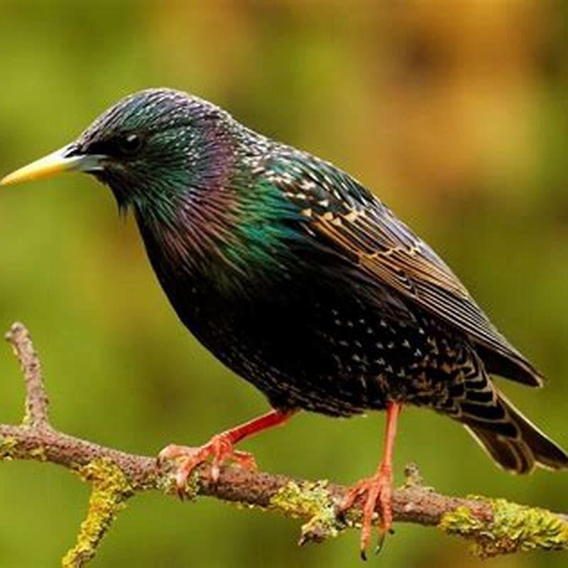 Are starling birds in Australia? - DIY Seattle