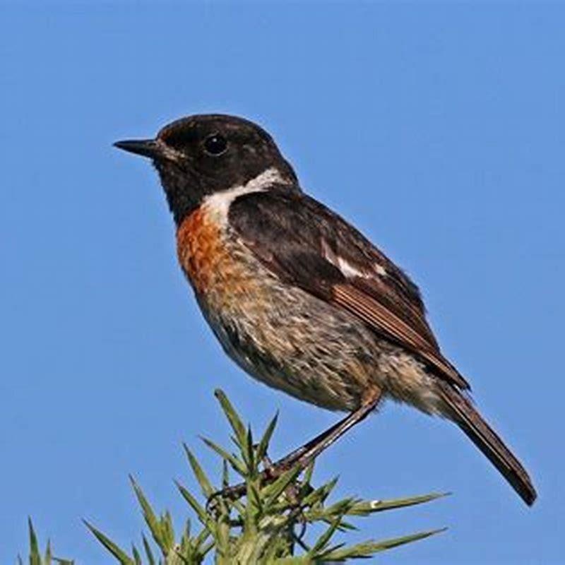 Are stonechats common in the UK?