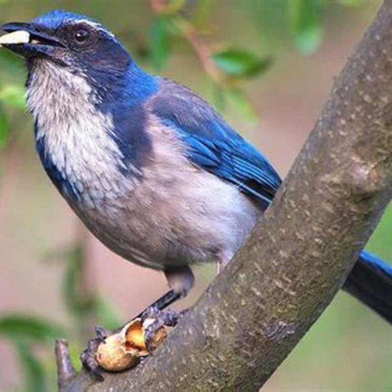 Are terns omnivores?