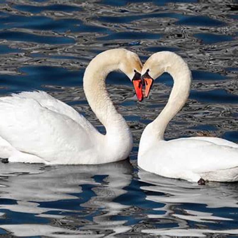 Are there any birds that mate for life?