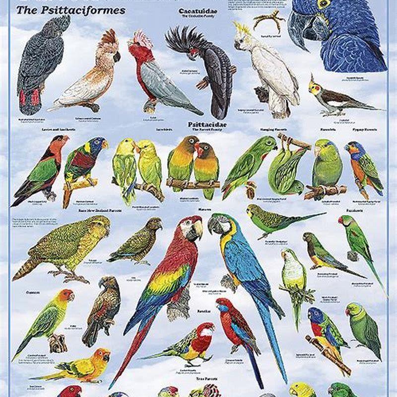 Are there different sizes of birds of paradise?