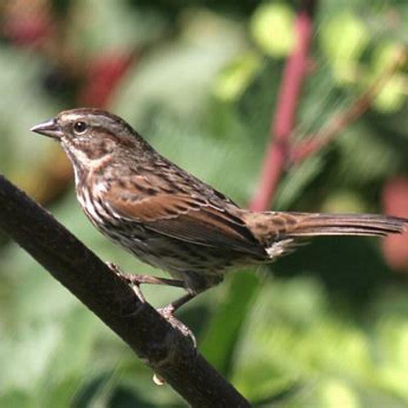 Are towhees sparrows?