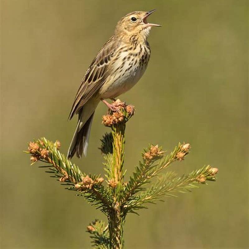 Are tree pipits rare?