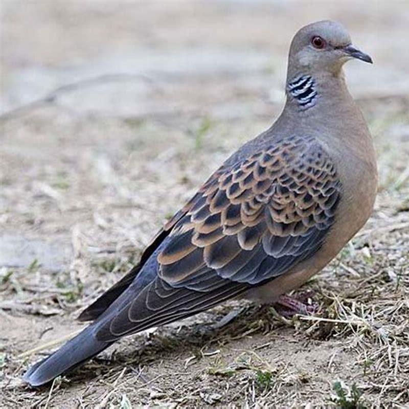 Are turtle doves herbivores?