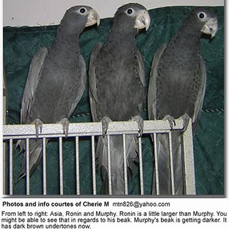 Are Vasa parrots loud?