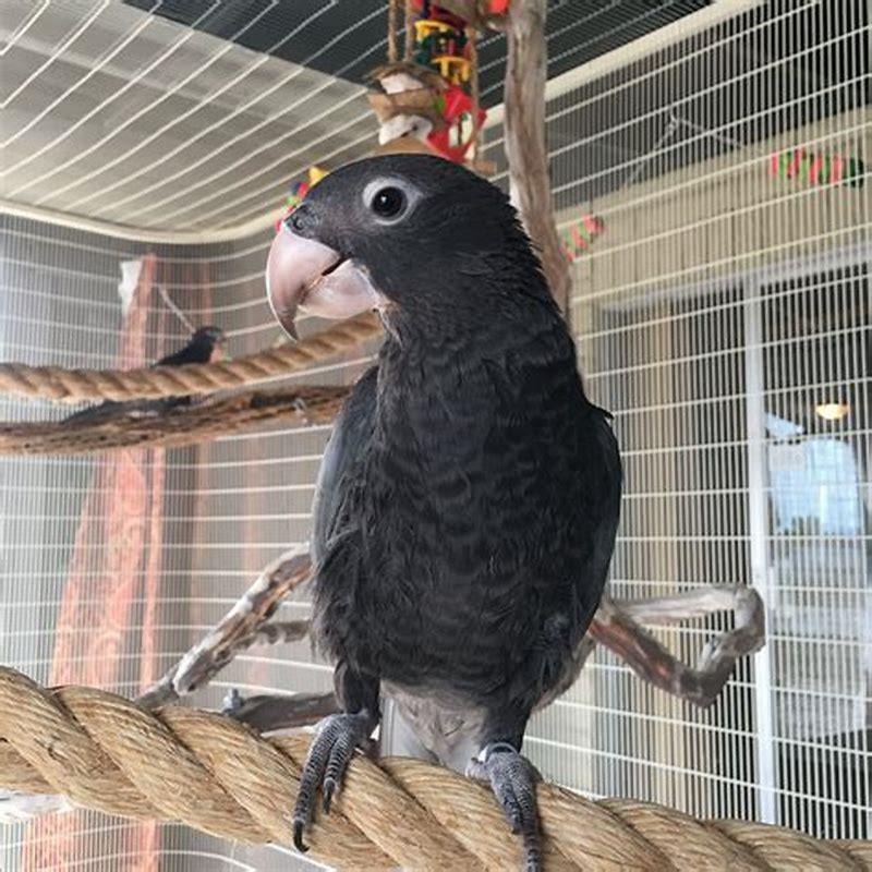 Are Vasa parrots rare?
