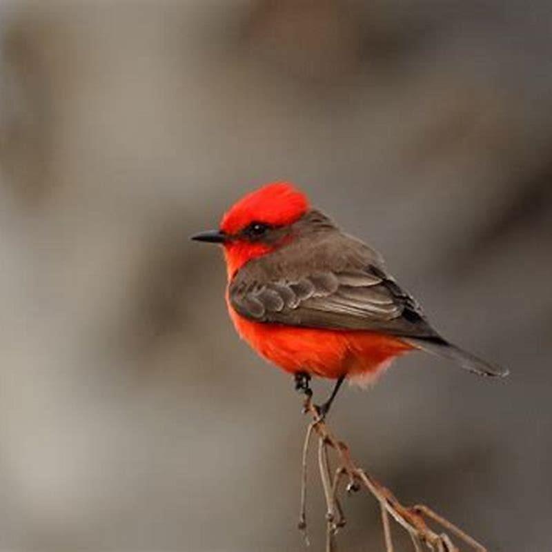 Are vermilion flycatchers rare?