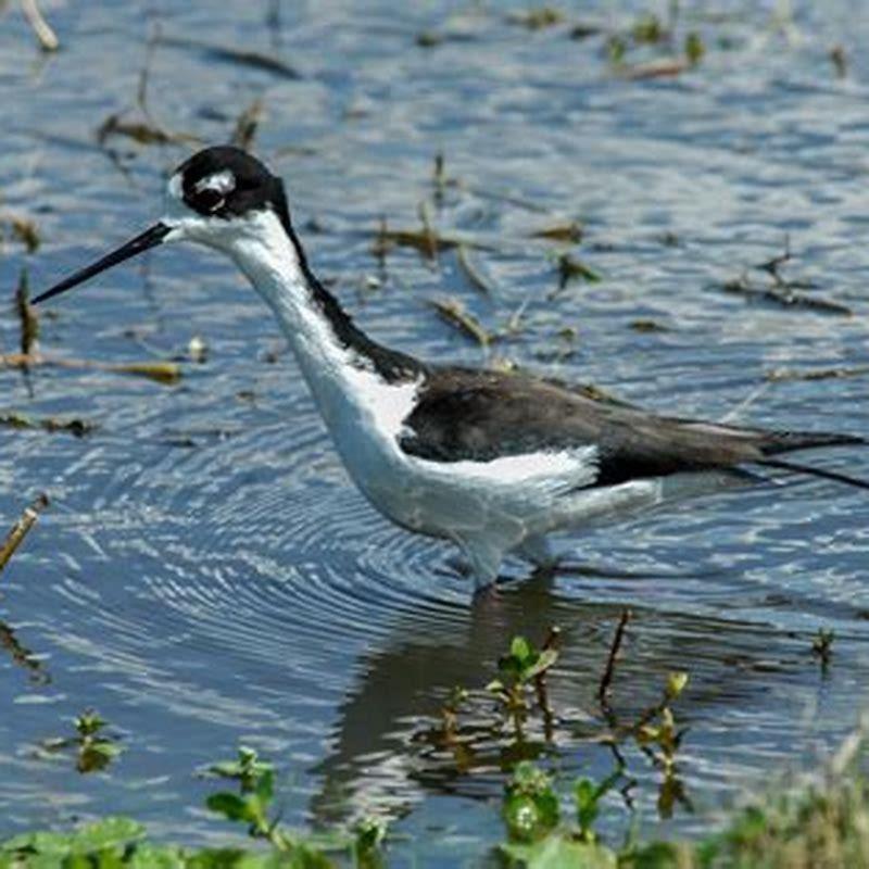 Are wading birds carnivores?