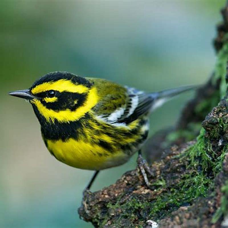 Are Warblers aggressive?