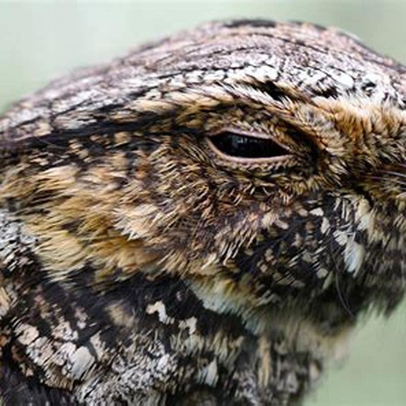 Are whip-poor-will endangered?