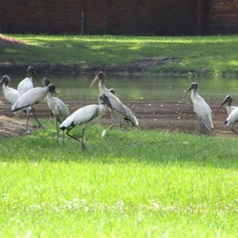 Are wood storks scavengers?
