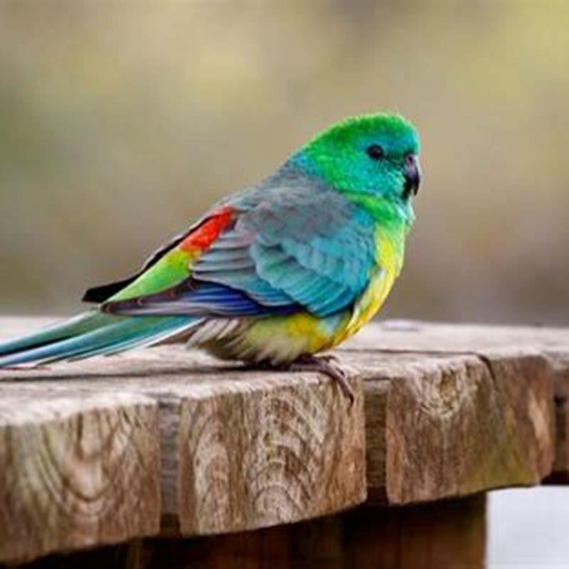 Can a red rump parrot talk?
