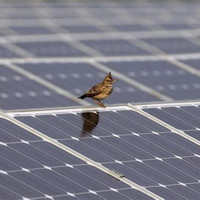 can-birds-die-from-solar-panels-diy-seattle