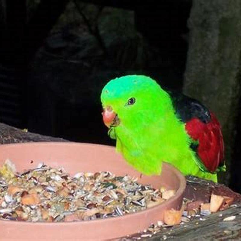 Can birds eat any seeds?