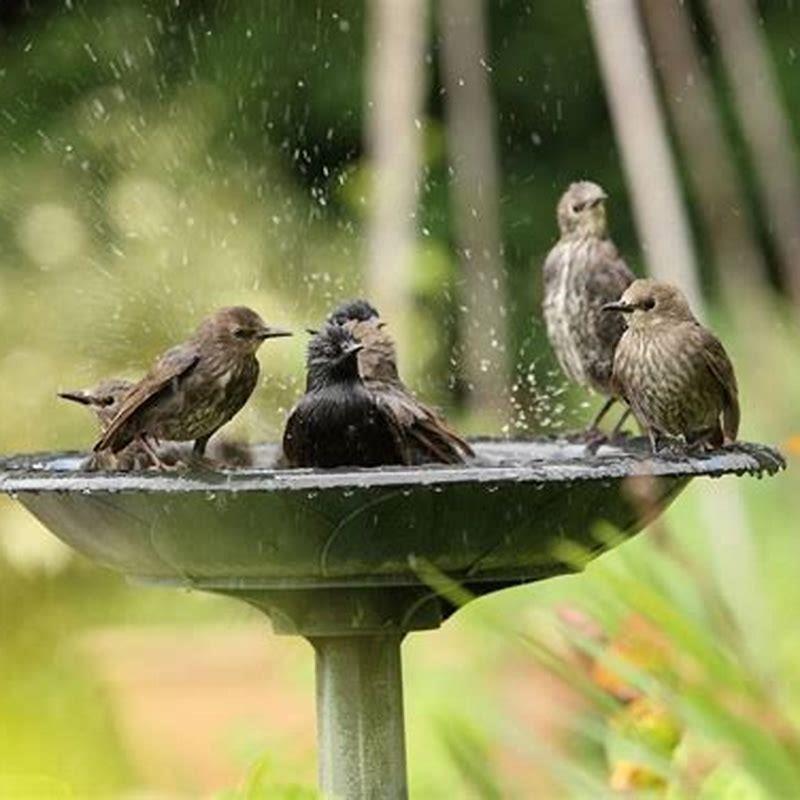 Can birds fly after a bath?