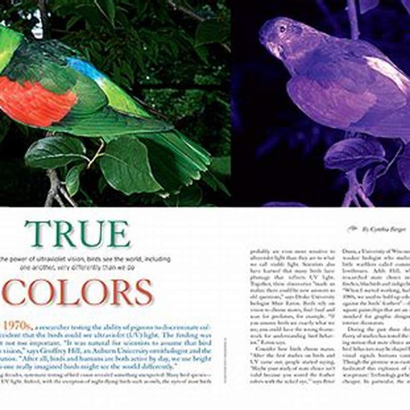 Can birds see color?