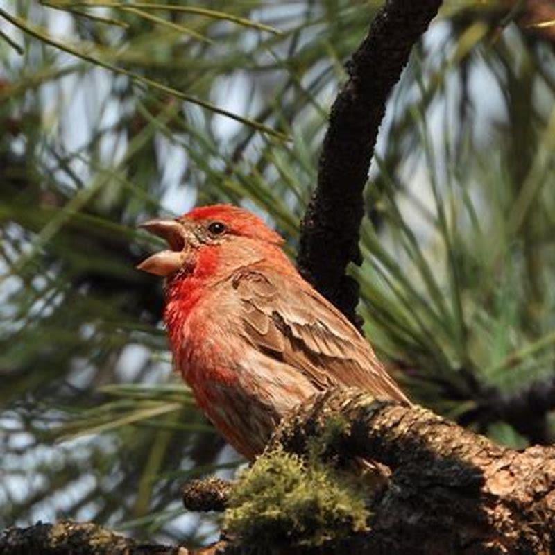 Can birds see red and yellow? - DIY Seattle