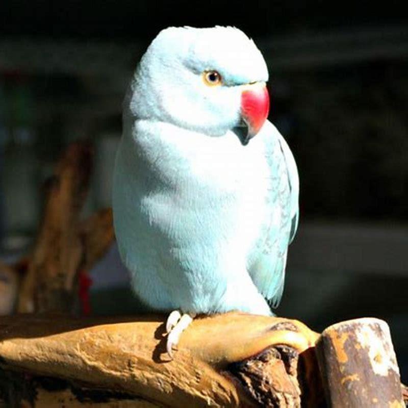 Can birds trim their own nails?