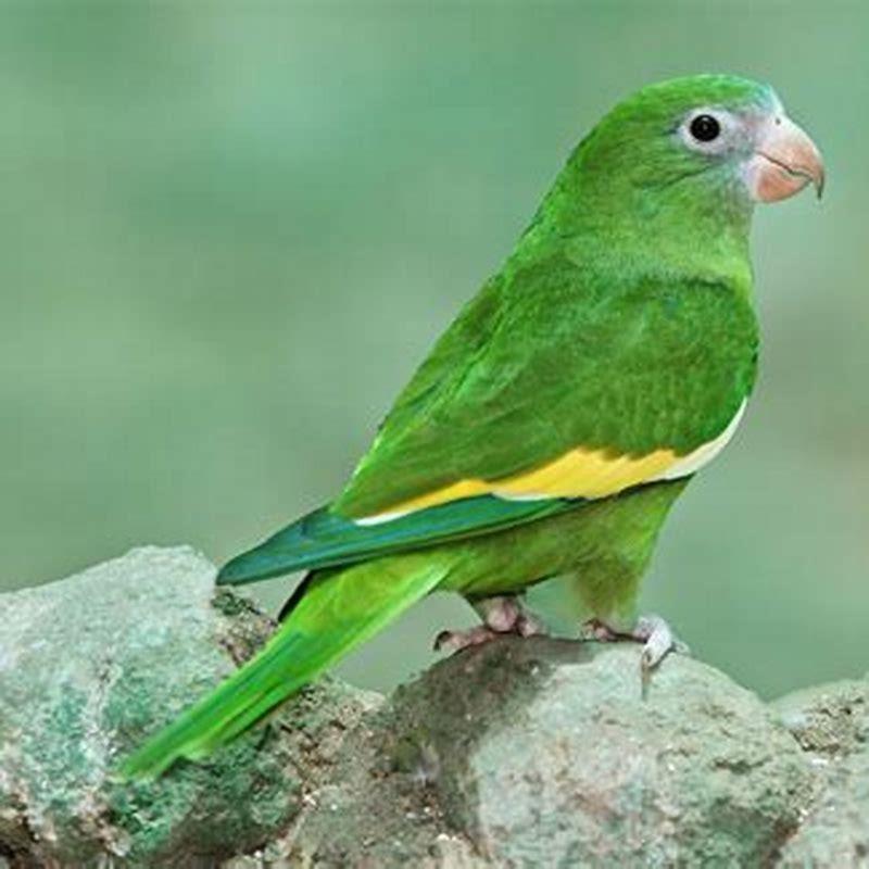 Can canary-winged parakeets talk?