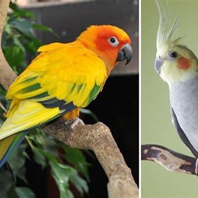 Can conures and cockatiels get along?