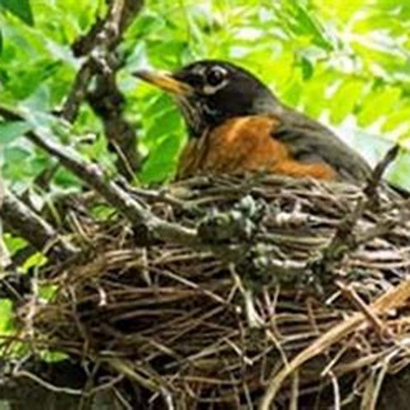 can-i-remove-a-birds-nest-in-my-garden-diy-seattle