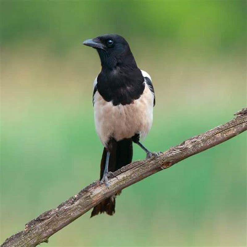 Can I shoot birds in my garden?