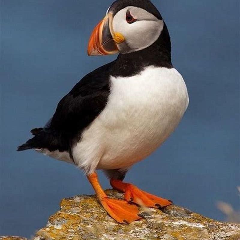Can puffins be pets?