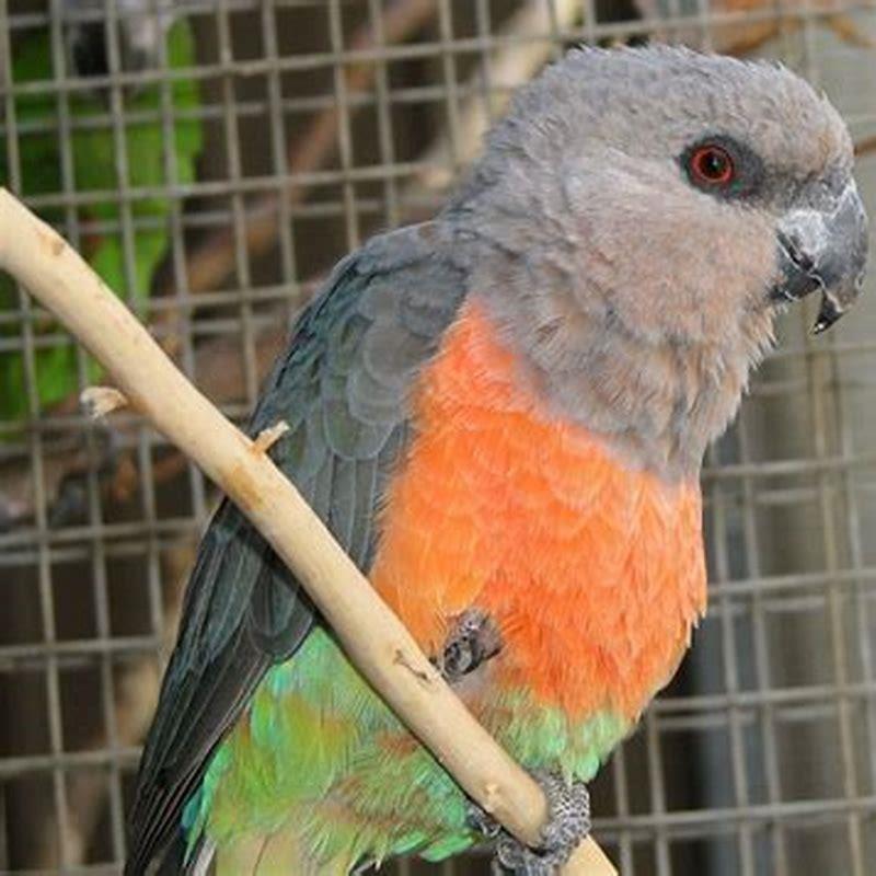 Can red-bellied parrot talk?