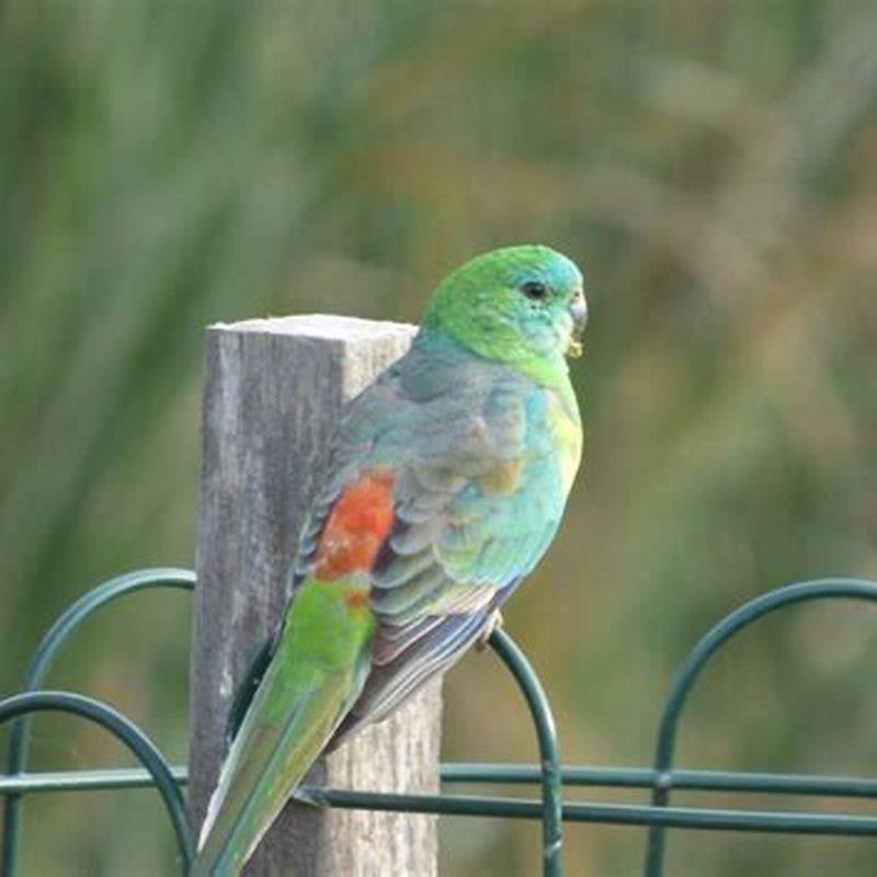 Can red rumped parrots talk?