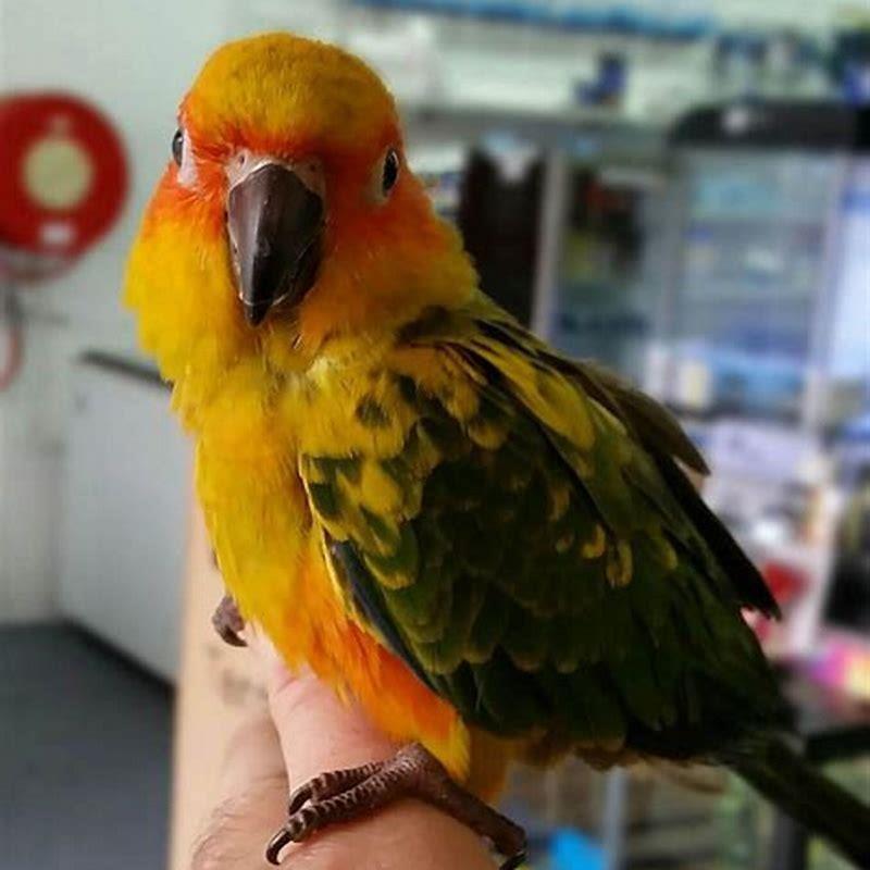 Can regent parrots talk?