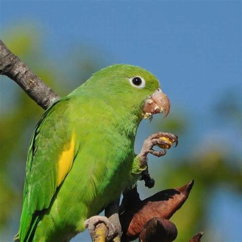 Can yellow-Chevroned parakeet talk?